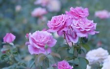 Original 35 mm Color Negative Pink Roses picture