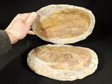 GIANT 530 Million Year OLD Andalusiana Trilobite Fossil Anif Morocco 4614gr picture