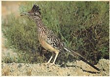 Postcard Roadrunner Desert Bird Southwest US AZ NM NV Californian Earth-cuckoo picture