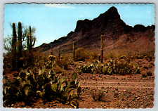 c1960s Picacho Park Arizona Desert Civil War Prickly Pear Vintage Postcard picture