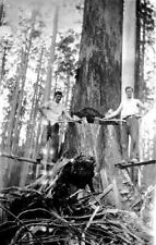 Gippsland, Victoria, 1925 Two loggers with a tree They are standing Old Photo picture