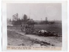 1918 1st Division Horses KIA by Artillery Cantigny France Original News Photo picture