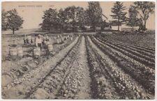 Maine Potato Farm - Farmers at Work Unposted Postcard picture