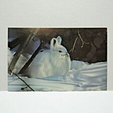 Postcard Vintage Snowshoe Hare Winter Time Animal Wildlife Nature Collectible picture