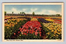 Holland MI-Michigan, Nelis Tulip Farm, Antique Souvenir, Vintage Postcard picture