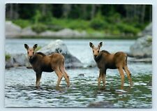 Postcard Twin Calf Moose - Wildlife Portraits, pub in Maine WL50 picture