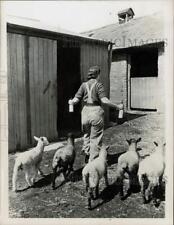1946 Press Photo Lambs Following Sheffield Land Girl Dolly Stubbs, London picture