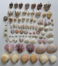 Mixed Lot of 80+ Assorted Florida Sea Shells Olive Auger Scallop Coral picture
