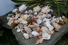 Huge Lot of Seashells 5+ LBS Sea Shells Best Price   picture