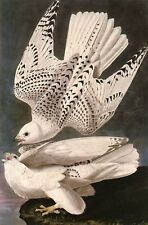 Iceland Or Jer Falcon by John James Audubon (1785-1851) --POSTCARD picture
