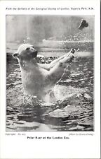 Regent's Park London-Polar Bear at the London Zoo, Scenic, Vintage Postcard picture