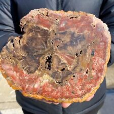 3.7lb Large Beautiful polished Arizona red petrified wood slice mineral specimen picture