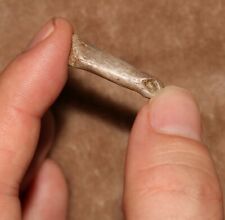 Struthiomimus Foot Toe Bone - Dinosaur Fossil Hell Creek Formation CRETACEOUS picture