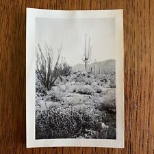 Cactus desert southwest plants vegetation flowers mountain Arizona? picture