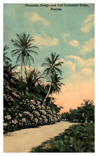postcard Oleander Hedge & Tall Cocoanuts Trees Florida A2508 picture