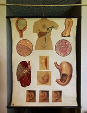 Original Vintage Anatomical Poster - German Hygiene Museum picture