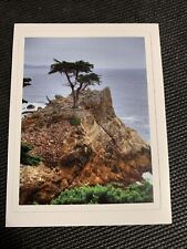 Lone Cypress Tree Sticker of Pebble Beach Matte 3.7