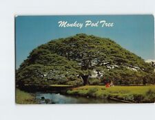 Postcard Monkey Pod Tree Hawaii USA picture