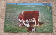Postcards Conrad Iowa IA Hello Greetings From Style Cow Calf 1950's Farm Scene picture