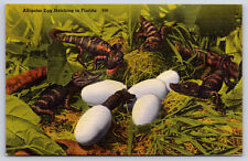 Original Old Vintage Antique Postcard Alligator Eggs Hatching In Florida 1954 picture