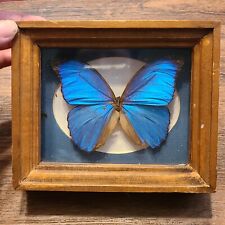 Vintage Blue Morpho Butterfly Taxidermy Framed Wall Hanging picture