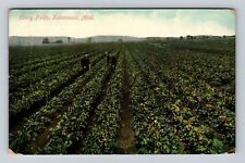 Kalamazoo MI-Michigan, Working in Celery Field, Antique Vintage c1911 Postcard picture