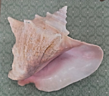 Large Genuine Natural Queen Conch Seashell Appx. 8