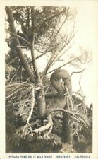 Monterrey California Python Tree 17 Mile Drive 1920s RPPC Photo Postcard 21-6912 picture