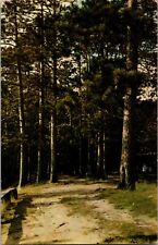 TALL VIRGIN PINE IN THE GREAT NORTHLAND CHROME  POSTCARD B7 picture