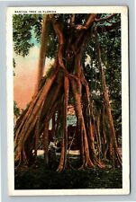FL-Florida, Banyan Tree Vintage Souvenir Postcard picture
