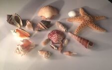 SEA SHELLS Lot Of 16 Mixed Natural Sea -Great For Home Decor & Crafts picture