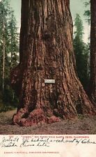 Vintage Postcard Jumbo Big Trees near Santa Cruz California Pub Edward Mitchell picture