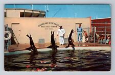 Marineland CA-California, Sea Lions Performing, Antique, Vintage Postcard picture