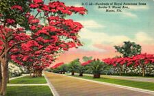 Hundreds Of Royal Poinciana Trees Border Miami Ave Miami Florida Postcard picture
