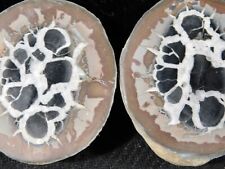 Neat Lighting Like Pattern Split and Polished SEPTARIAN Nodule Morocco 87.8gr picture