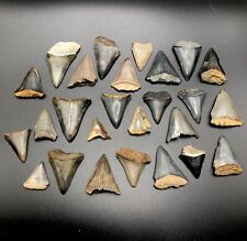 Huge Group Of 26 NC Great White Shark Teeth Fossil Sharks Tooth Fossils Ocean picture