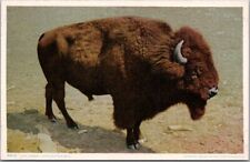 Wyoming Postcard 