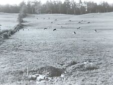 Herd of Cattle Grazing Spring Fort Plain New York Magic Lantern Glass Slide 1912 picture