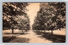 Jamestown Island Park VA, Maple Drive, Virginia Vintage Postcard picture