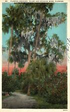 Vintage Postcard 1926 Florida Oranges Palms & Spanish Moss Trees Florida FL picture