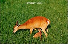 Vintage Newberry Michigan Whitetail Deer Baby Fawn Postcard picture