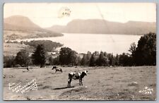 Postcard RPPC, Lake Willoughby, Cows, Lake View, Vermont Posted 1956 picture