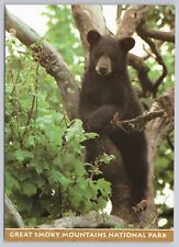 Postcard Great Smokey Mountain National Park Black Bear in Tree picture