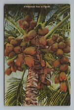 Coconut Tree Florida Postcard picture