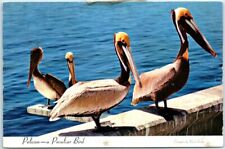 Postcard - Pelican - A Peculiar Bird picture