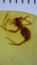 Beautiful Spider Arachnid Fossils In Cretaceous Genuine Burmite Amber, 98myo picture