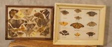 Antique Framed Butterfly Species Specimen Taxidermy picture