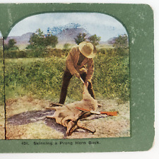 Skinning Prong Horn Buck Stereoview c1905 Deer Hunter Man Hunting Rifle Art F739 picture