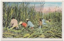 Cutting Sugar Cane Hawaiian Islands Unposted Lithograph Postcard picture