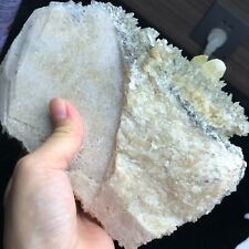 2.3 LB Natural Yellow Dog Tooth Calcite & Rainbows Pyrite Crystal Mineral picture